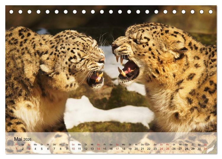 Produktbild: Leoparden. Elegante J&auml;ger (Tischkalender 2026 DIN A5 quer), CALVENDO Monatskalender
