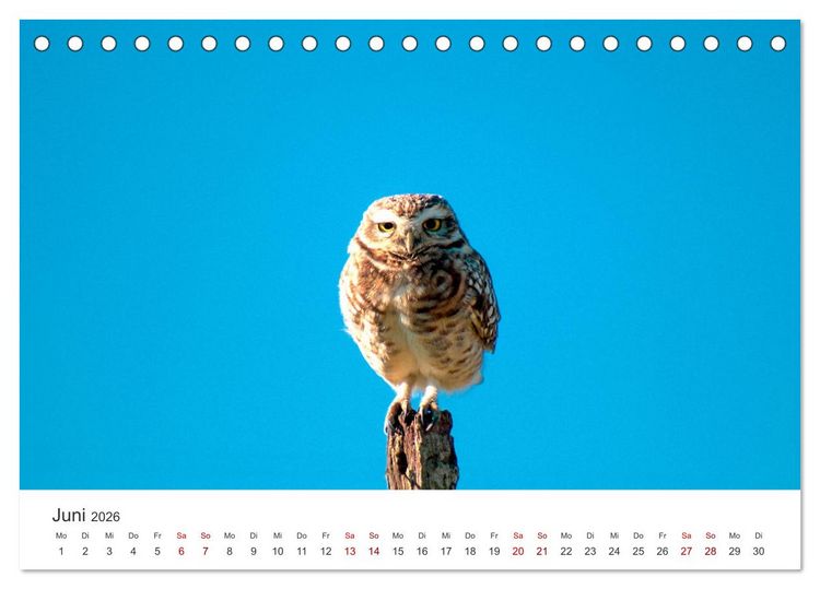 Produktbild: Eulen - Wachsame und geheimnisvolle Augen (Tischkalender 2026 DIN A5 quer), CALVENDO Monatskalender