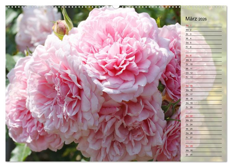Produktbild: Rosensommer (hochwertiger Premium Wandkalender 2026 DIN A2 quer), Kunstdruck in Hochglanz