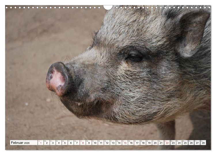 Produktbild: Von S&auml;uen die Schwein haben! (Wandkalender 2026 DIN A3 quer), CALVENDO Monatskalender