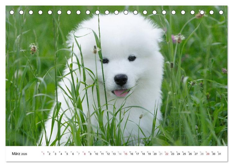 Produktbild: Samojeden Welpen (Tischkalender 2026 DIN A5 quer), CALVENDO Monatskalender