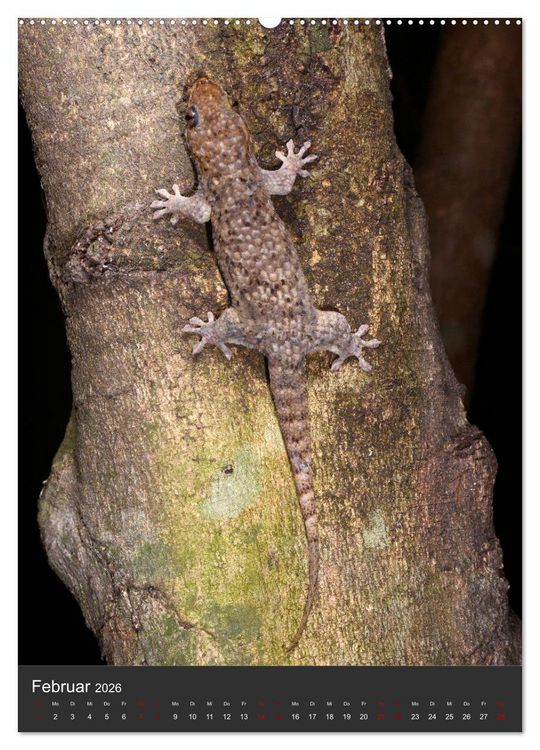 Produktbild: GECKOS (Wandkalender 2026 DIN A2 hoch), CALVENDO Monatskalender