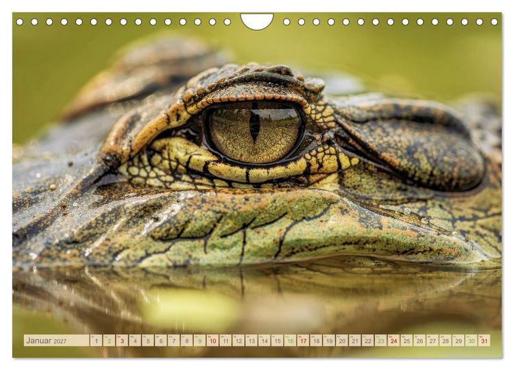 Produktbild: Die Augen der Wildnis (Wandkalender 2027 DIN A4 quer), CALVENDO Monatskalender