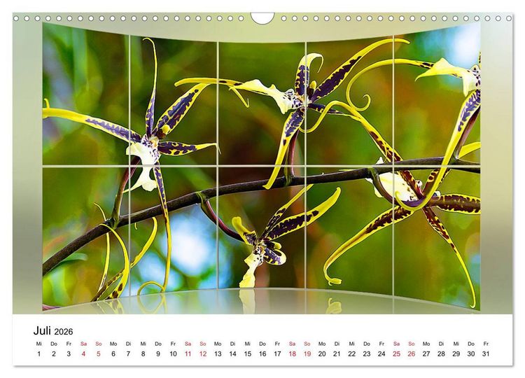 Produktbild: Orchideen Bildergalerie (Wandkalender 2026 DIN A3 quer), CALVENDO Monatskalender