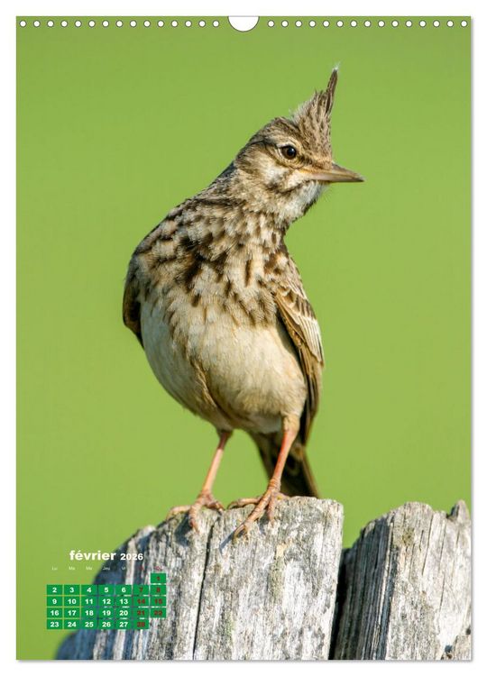 Produktbild: Lesbos l'&icirc;le aux oiseaux (Calendrier mural 2026 DIN A3 horizontal), CALVENDO calendrier mensuel