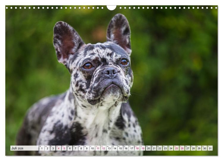 Produktbild: Kleine Helden - Franz&ouml;sische Bulldoggen (Wandkalender 2026 DIN A3 quer), CALVENDO Monatskalender