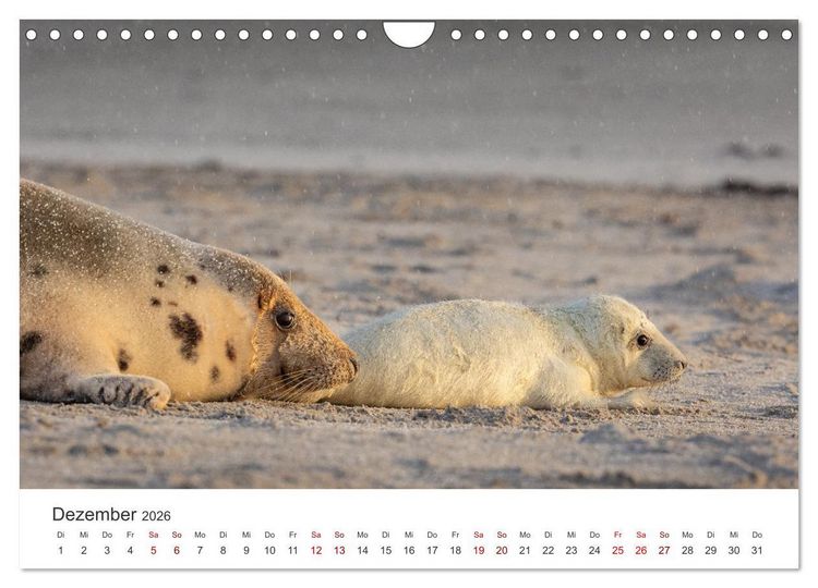 Produktbild: Junge Kegelrobben (Wandkalender 2026 DIN A4 quer), CALVENDO Monatskalender