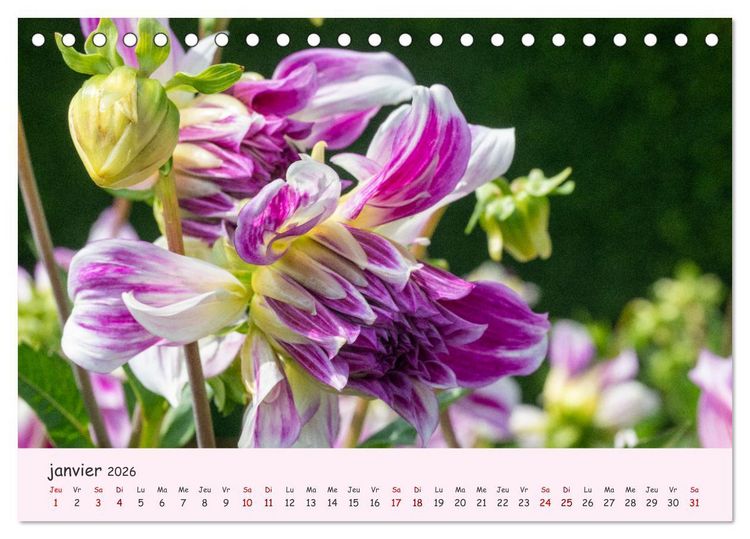 Produktbild: Les Dahlias en pleine floraison (Calendrier de bureau 2026 DIN A5 vertical), CALVENDO calendrier mensuel