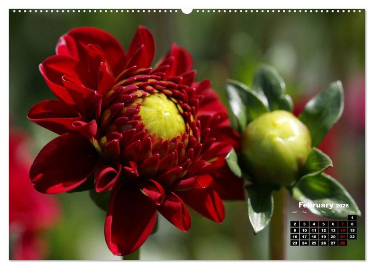 Produktbild: Magical Dahlias (High Quality Premium Wall Calendar 2026 DIN A2 landscape),CALVENDO 12 Month Wall Calendar