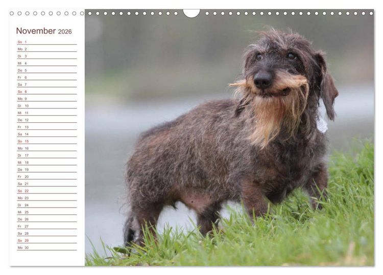 Produktbild: Familienplaner - Liebenswerte Rabauken - Rauhaardackel (Wandkalender 2026 DIN A3 quer), CALVENDO Monatskalender