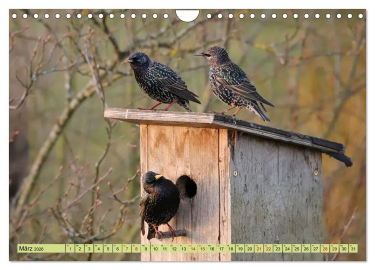 Produktbild: Heimische V&ouml;gel - Im Wald, im Garten und auf der Wiese (Wandkalender 2026 DIN A4 quer), CALVENDO Monatskalender