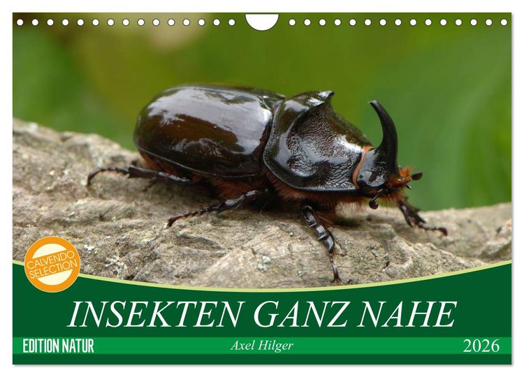 Produktbild: INSEKTEN GANZ NAHE (Wandkalender 2026 DIN A4 quer), CALVENDO Monatskalender