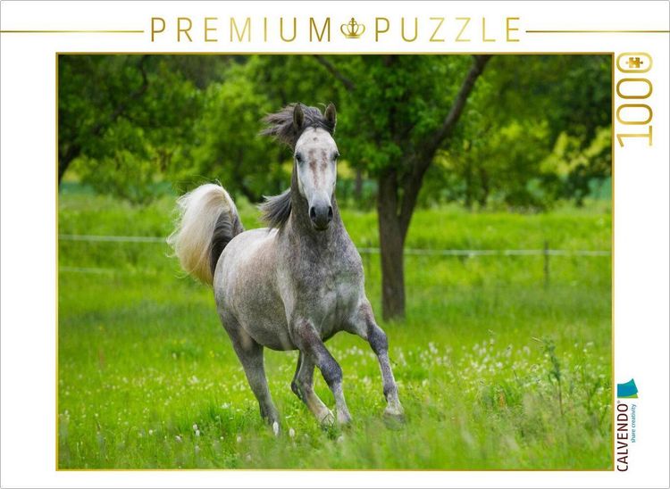 Produktbild: CALVENDO Puzzle Lipizzaner Junghengst | 1000 Teile Lege-Gr&ouml;&szlig;e 64x48cm Foto-Puzzle f&uuml;r gl&uuml;ckliche Stunden