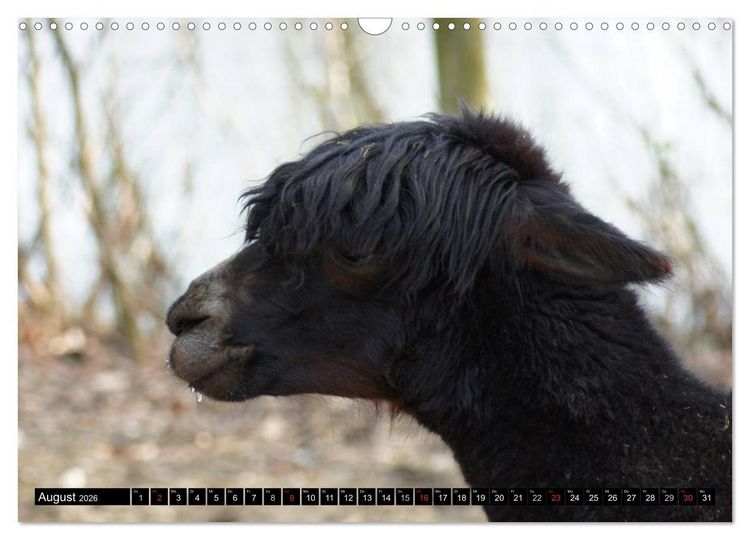 Produktbild: Lama und Alpaka (Wandkalender 2026 DIN A3 quer), CALVENDO Monatskalender