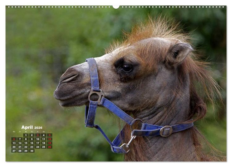 Produktbild: Kamele (hochwertiger Premium Wandkalender 2026 DIN A2 quer), Kunstdruck in Hochglanz