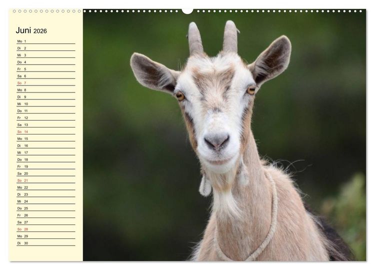Produktbild: Ziegen. Lustige Ausbruchsk&uuml;nstler (hochwertiger Premium Wandkalender 2026 DIN A2 quer), Kunstdruck in Hochglanz