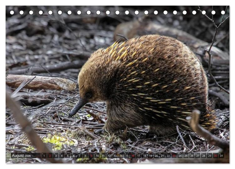 Produktbild: Australien tierisch gut 2026 (Tischkalender 2026 DIN A5 quer), CALVENDO Monatskalender