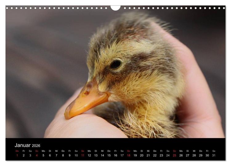 Produktbild: Laufentenk&uuml;ken - Sunny (Wandkalender 2026 DIN A3 quer), CALVENDO Monatskalender