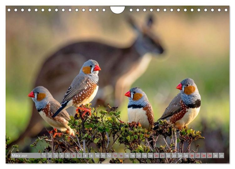 Produktbild: Zebrafinken Abenteuer (Wandkalender 2027 DIN A4 quer), CALVENDO Monatskalender