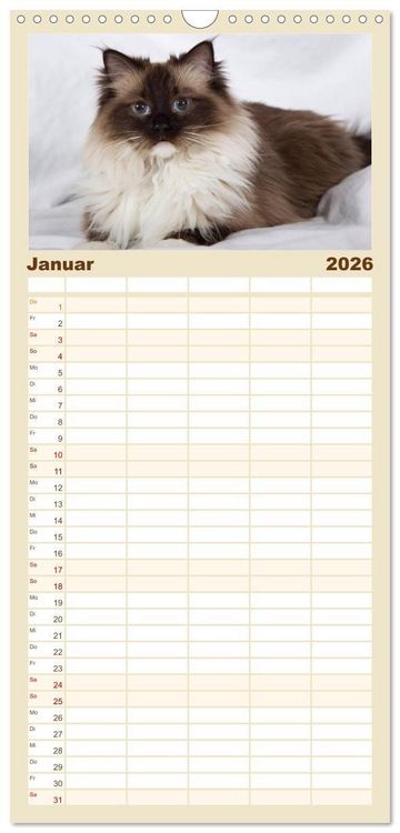 Produktbild: Familienplaner 2026 - Ragdolls mit 5 Spalten (Wandkalender, 21 x 45 cm) CALVENDO