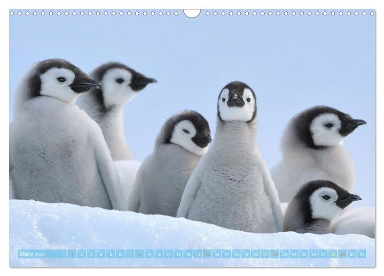 Produktbild: Pinguine: Gehupft wie gesprungen (Wandkalender 2026 DIN A3 quer), CALVENDO Monatskalender