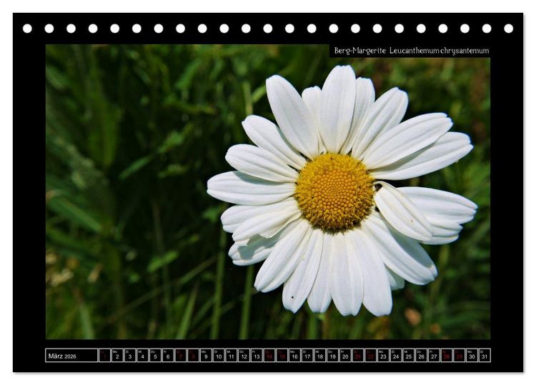 Produktbild: Alpine Flora in der Hom&ouml;opathie (Tischkalender 2026 DIN A5 quer), CALVENDO Monatskalender