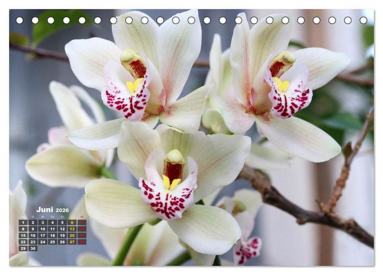Produktbild: Pr&auml;chtige Orchideen (Tischkalender 2026 DIN A5 quer), CALVENDO Monatskalender