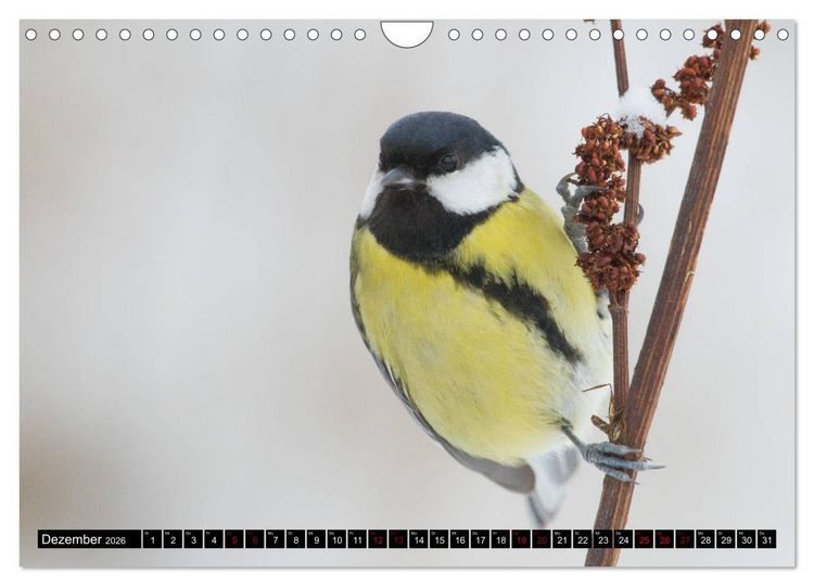 Produktbild: V&ouml;gel aus dem Garten (Wandkalender 2026 DIN A4 quer), CALVENDO Monatskalender