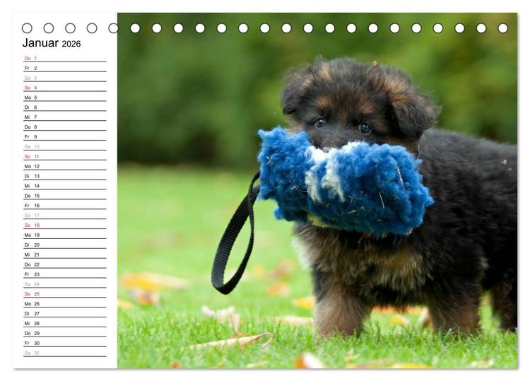 Produktbild: Deutscher Sch&auml;ferhund - Welpen (Tischkalender 2026 DIN A5 quer), CALVENDO Monatskalender
