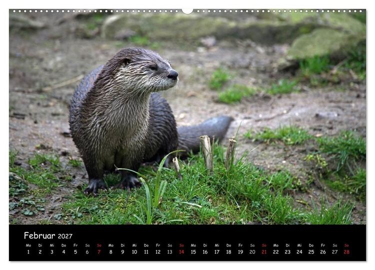 Produktbild: Putzige Fischj&auml;ger (hochwertiger Premium Wandkalender 2027 DIN A2 quer), Kunstdruck in Hochglanz