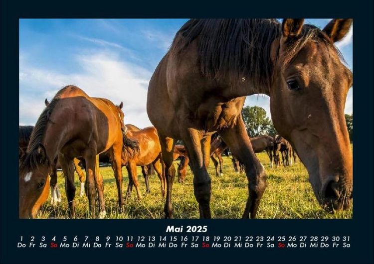 Produktbild: Pferde Kalender 2025 Fotokalender DIN A4