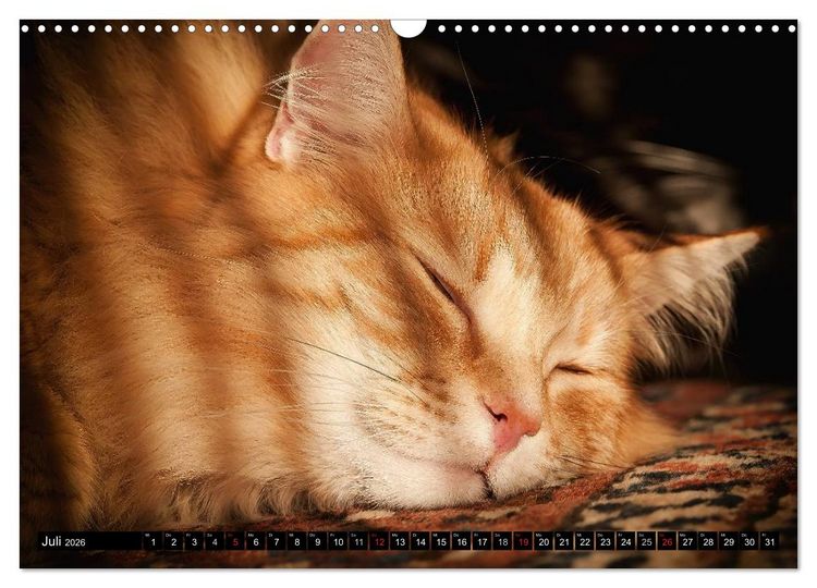 Produktbild: KATZEN Beautys (Wandkalender 2026 DIN A3 quer), CALVENDO Monatskalender