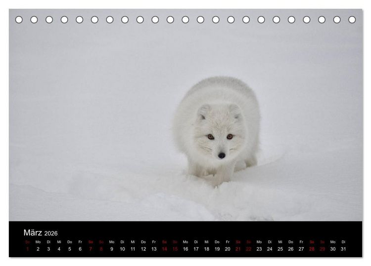 Produktbild: Polarfuchsstudien Wildlife (Tischkalender 2026 DIN A5 quer), CALVENDO Monatskalender