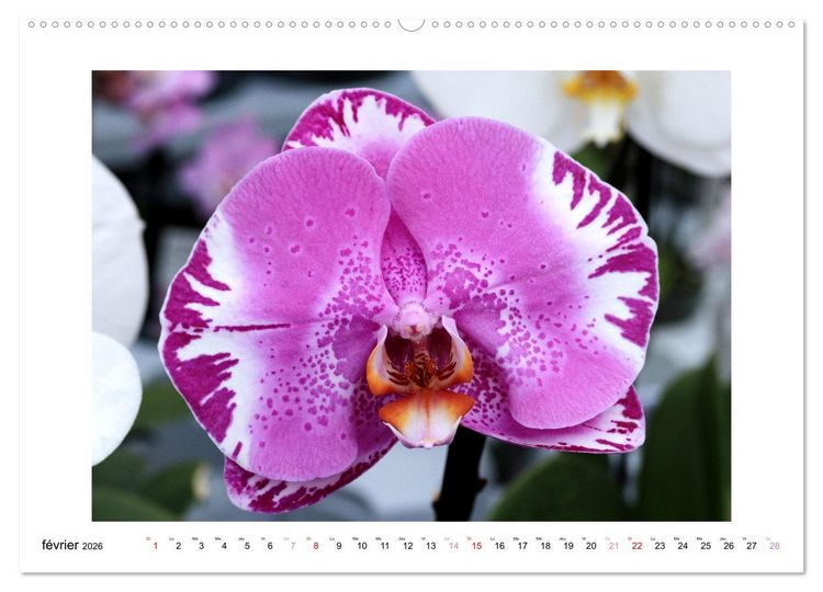 Produktbild: L'orchid&eacute;e Phalaenopsis (Calendrier mural 2026 DIN A2 vertical) calendrier de bureau