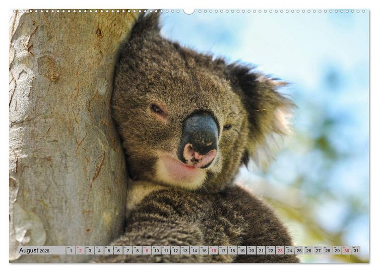 Produktbild: Australische Koalas (Wandkalender 2026 DIN A2 quer), CALVENDO Monatskalender