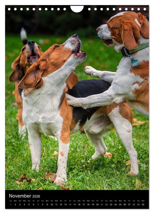 Produktbild: Beagles in action (Wall Calendar 2026 DIN A4 portrait), CALVENDO 12 Month Wall Calendar
