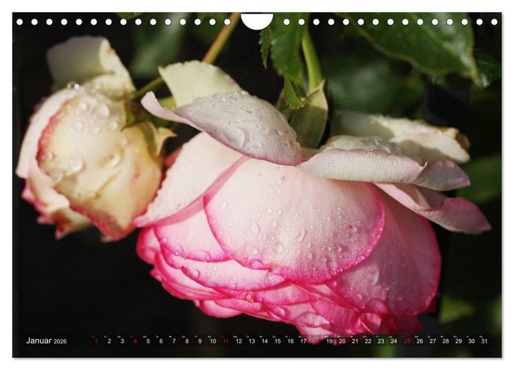 Produktbild: Verlockende Rosenpracht (Wandkalender 2026 DIN A4 quer), CALVENDO Monatskalender
