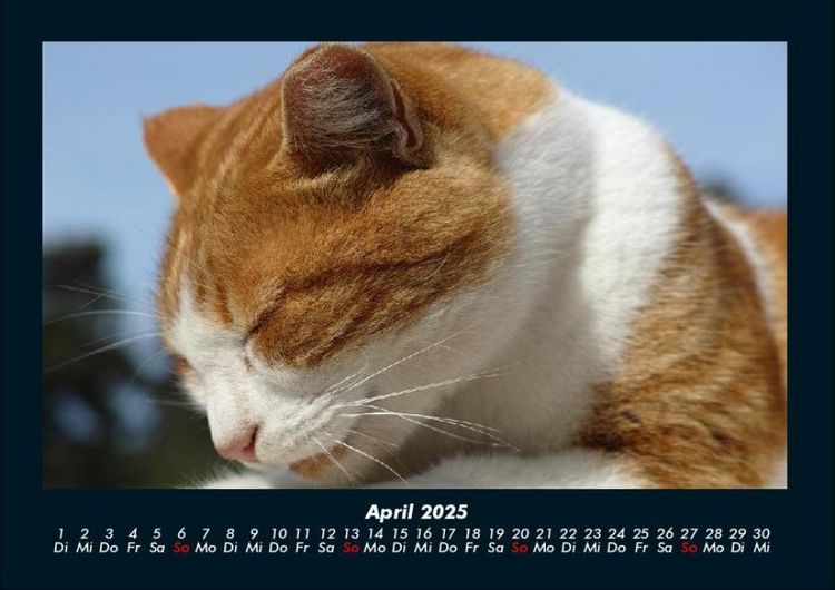 Produktbild: F&uuml;r Katzenfreunde 2025 Fotokalender DIN A4
