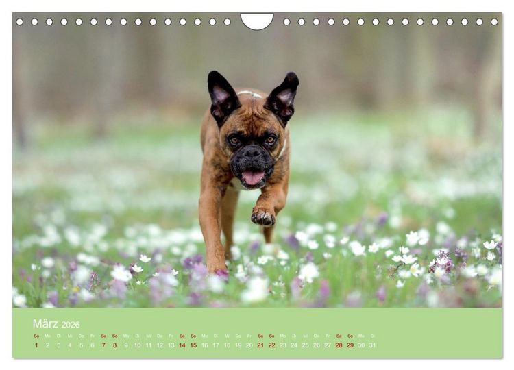Produktbild: Fantastische Boxer - Sieger der Herzen (Wandkalender 2026 DIN A4 quer), CALVENDO Monatskalender