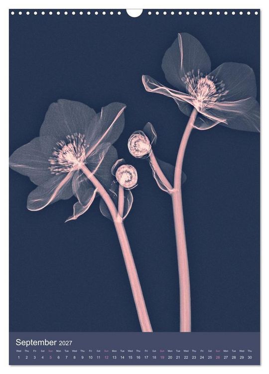 Produktbild: Blossoms between light and colour (Wall Calendar 2027 DIN A3 portrait), CALVENDO 12 Month Wall Calendar