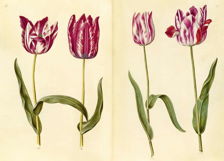Produktbild: Das Gr&uuml;ne Florilegium &ndash; The Green Florilegium (dt./engl.)
