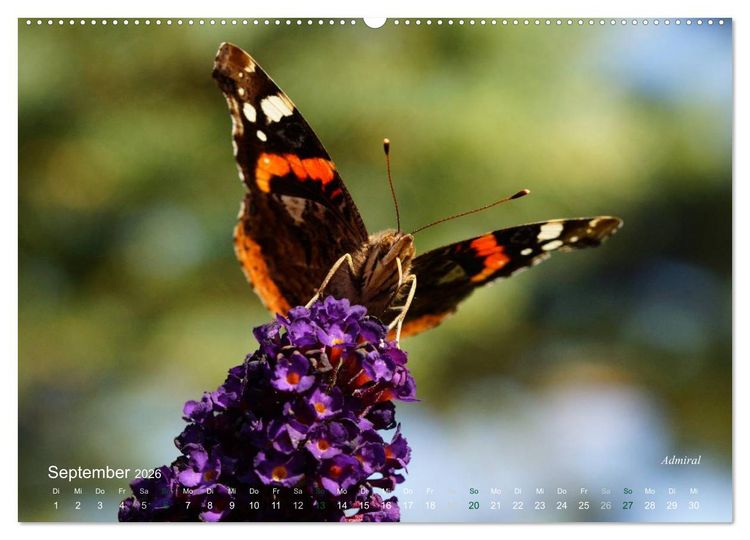 Produktbild: Gro&szlig;e und kleine Schmetterlinge (Wandkalender 2026 DIN A2 quer), CALVENDO Monatskalender