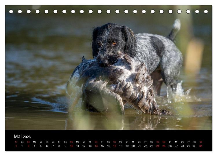 Produktbild: Jagdhunde bei der Arbeit (Tischkalender 2026 DIN A5 quer), CALVENDO Monatskalender