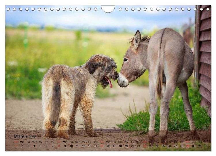 Produktbild: Little Donkey with Friends (Wall Calendar 2026 DIN A4 landscape), CALVENDO 12 Month Wall Calendar