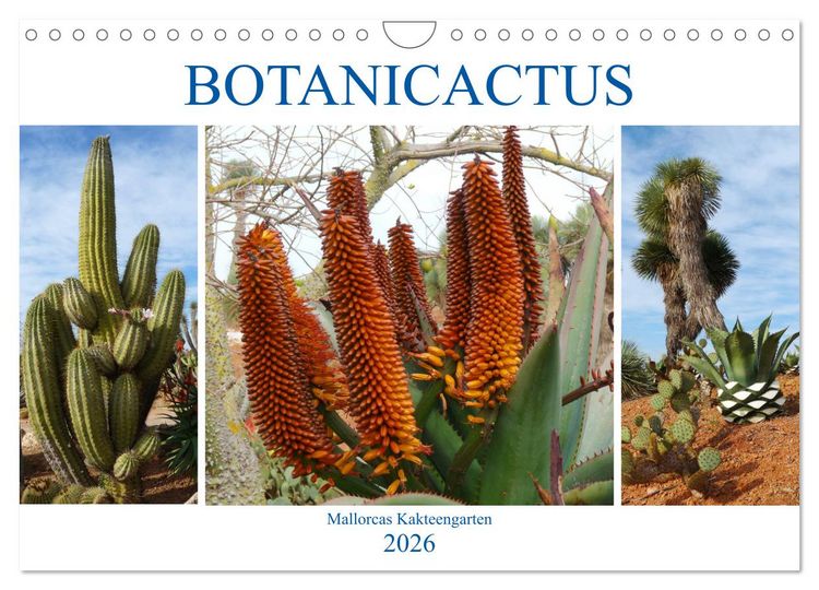 Produktbild: BOTANICACTUS Mallorcas Kakteengarten (Wandkalender 2026 DIN A4 quer), CALVENDO Monatskalender