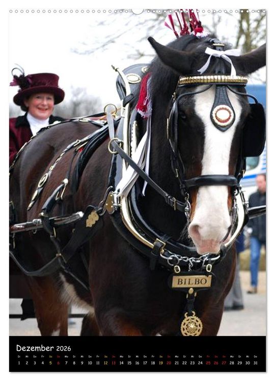 Produktbild: Shire Horse - Geschm&uuml;ckte Riesen (Wandkalender 2026 DIN A2 hoch), CALVENDO Monatskalender