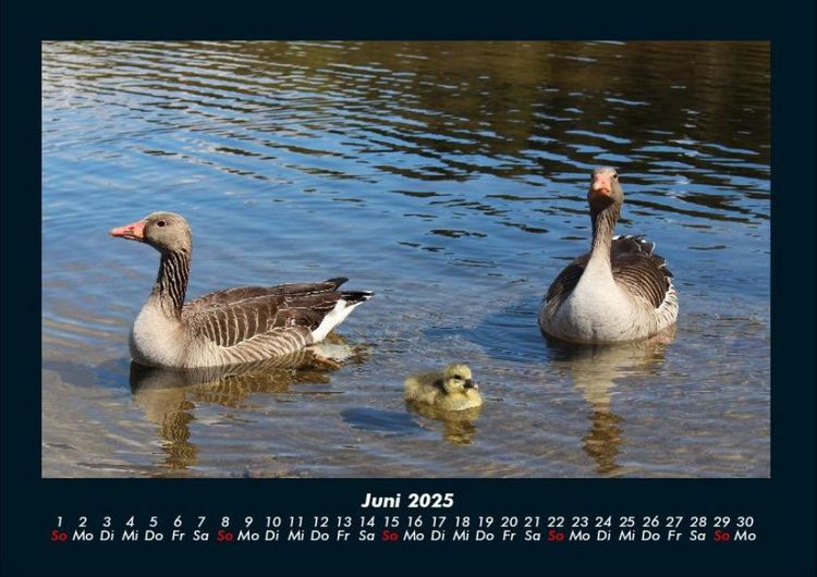 Produktbild: Enten 2025 Fotokalender DIN A4