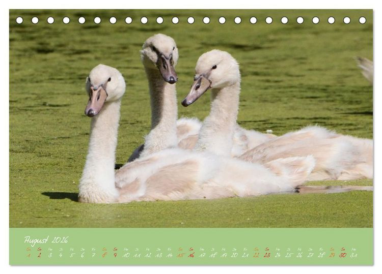 Produktbild: Schwanenfamilie, vom Ei bis zum Fliegen. (Tischkalender 2026 DIN A5 quer), CALVENDO Monatskalender
