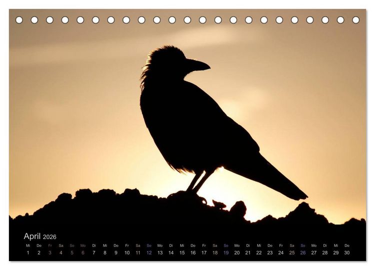 Produktbild: Rabenschwarze Impressionen - meike-ajo-dettlaff.de via wildvogelhlfe.org (Tischkalender 2026 DIN A5 quer), CALVENDO Monatskalender