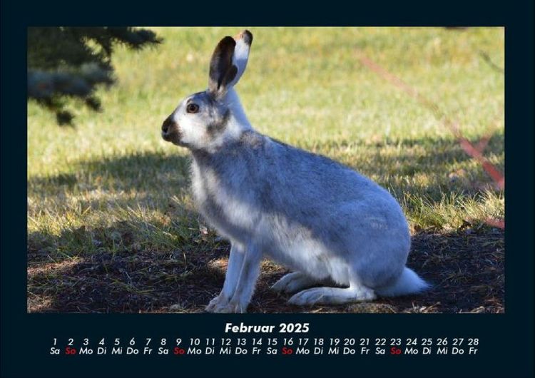 Produktbild: Waldbewohner 2025 Fotokalender DIN A4